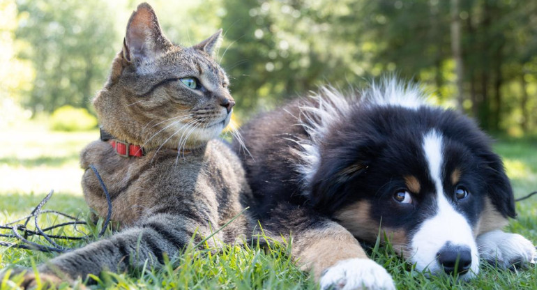 Gato y perro en el bosque. Foto: unsplash