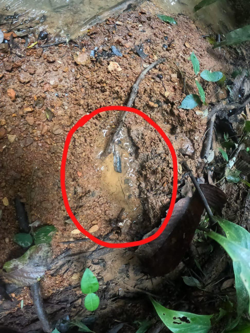 Las pistas que indicarían que los niños colombianos perdidos estarían con vida. Foto: Twitter @FuerzasMilCol.