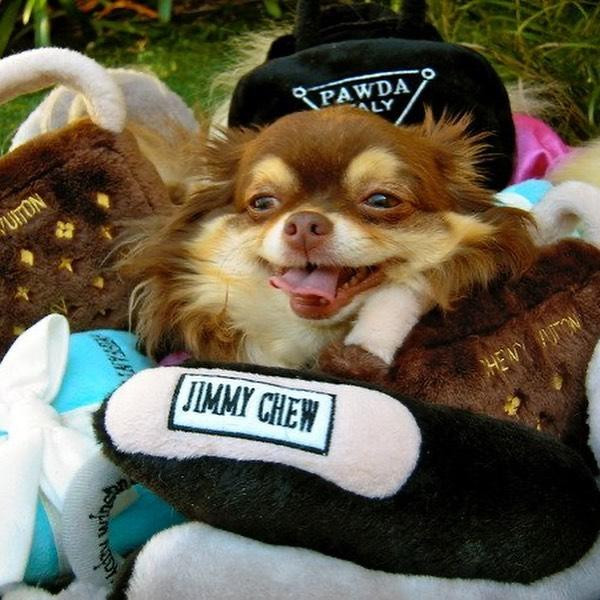 El chihuahua de Paris Hilton. Foto: Instagram/parishilton.