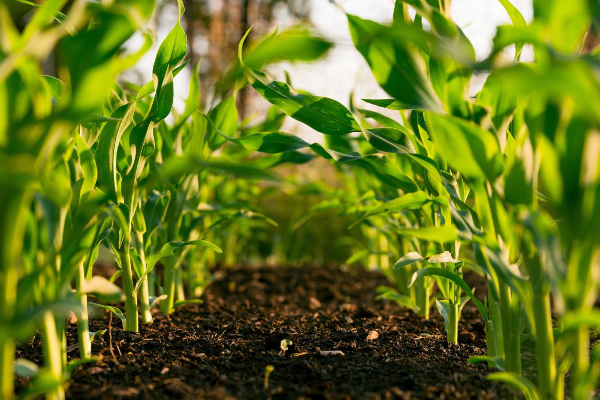 Alimentación a base de plantas. Foto: Unsplash