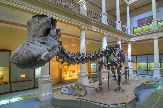 Diplodocus, dinosaurio del Museo de Ciencias Naturales en La Plata. Foto: NA. 