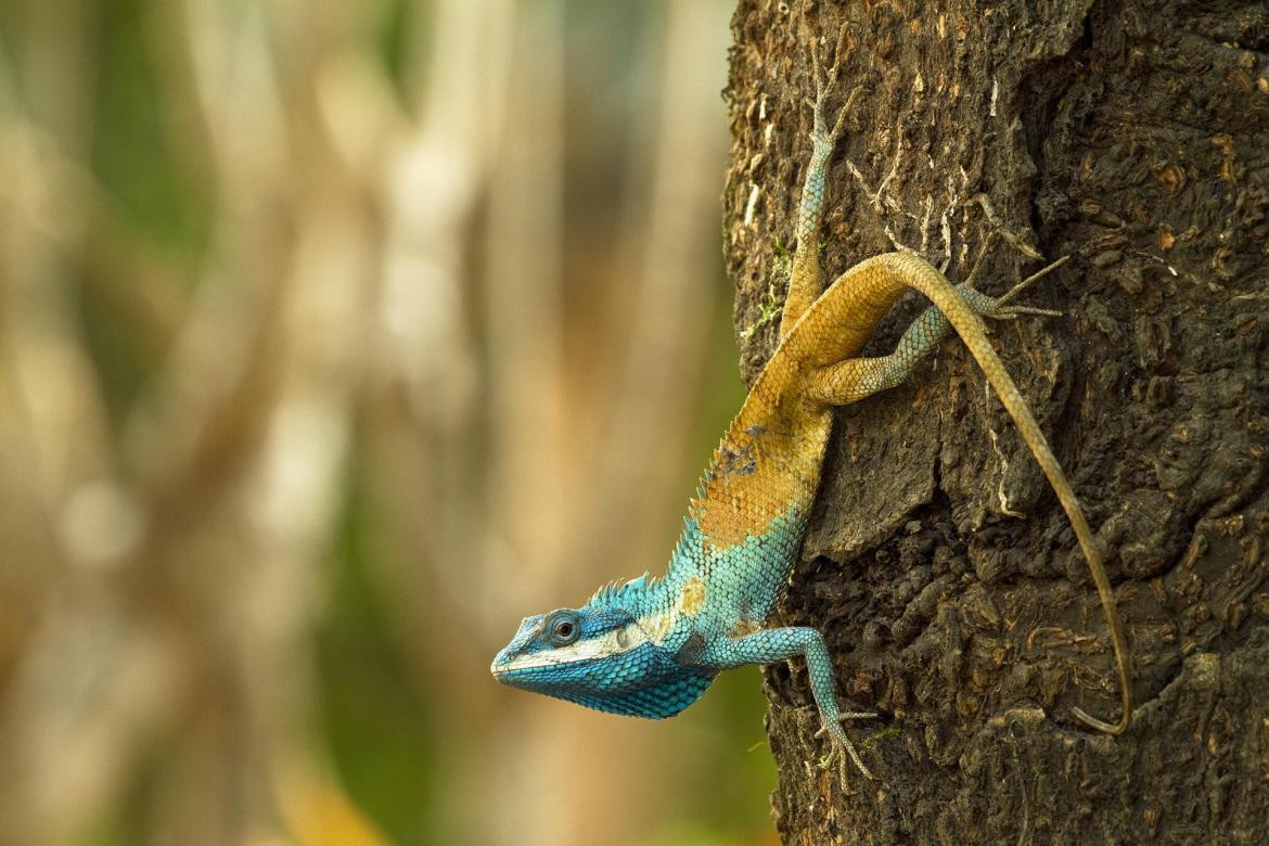 Nuevas especies descubiertas en Sudeste Asiático en riesgo de extinción. Foto: EFE.