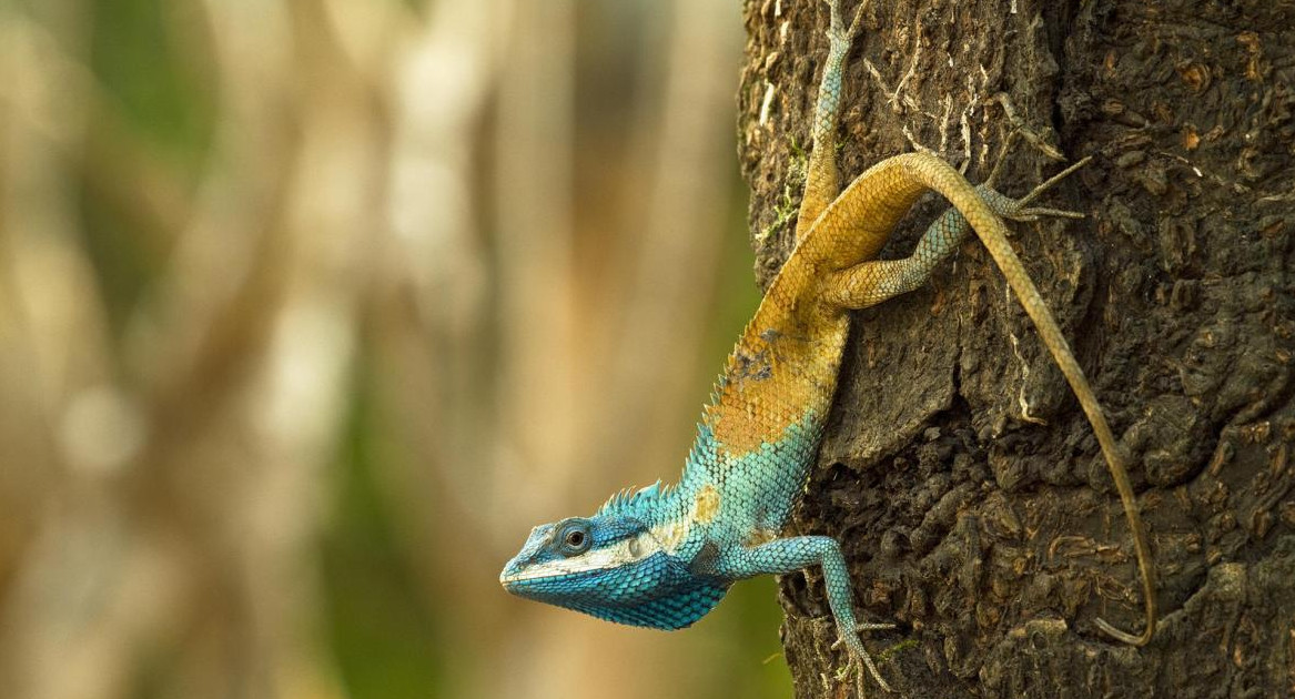 Nuevas especies descubiertas en Sudeste Asiático en riesgo de extinción. Foto: EFE.