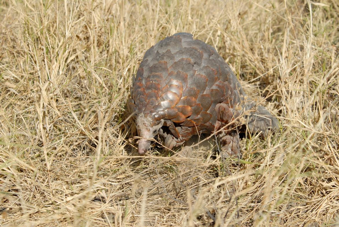 Pangolín. Foto: Reuters.