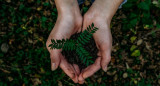 Francia plantará 1.000 millones de árboles. Foto: Unsplash