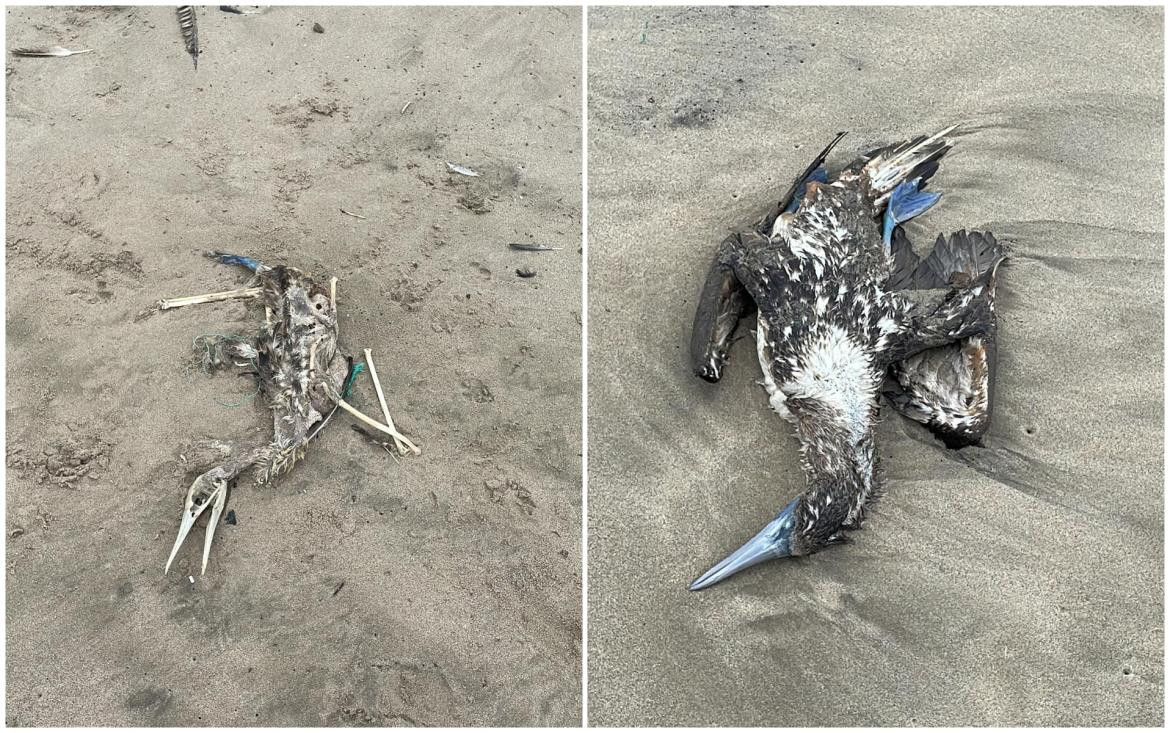 Aves muertas en Ecuador. Foto: Facebook Milena Aidee.