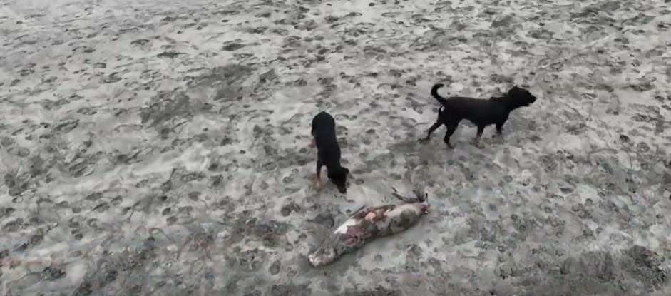 Animales muertos en las playas de Chile. Foto: captura Ruptly.