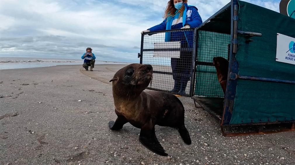 Lobo marino devuelto al mar en San Clemente del Tuyú. Foto: EFE.