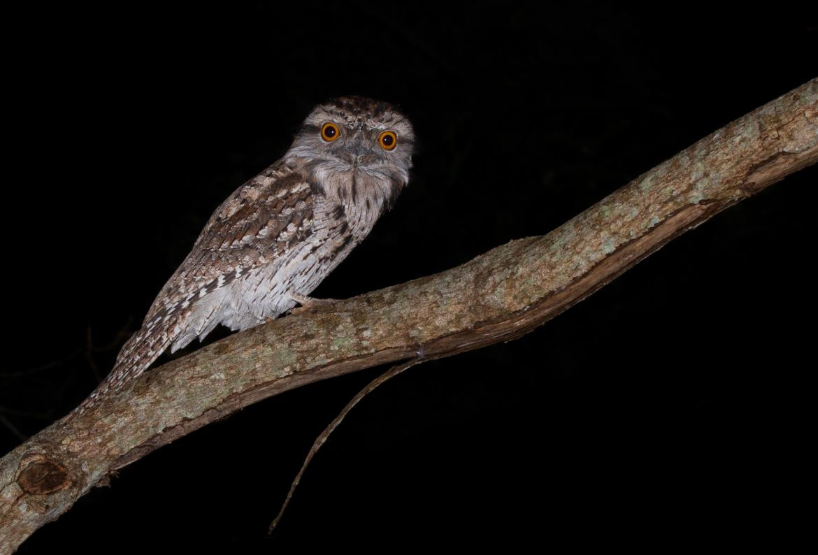 Animales nocturnos. Foto: Unsplash