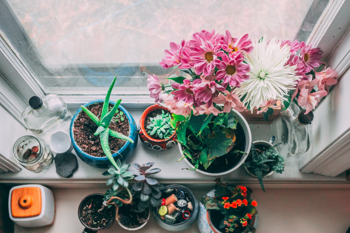 Plantas de interior. Foto: Unsplash