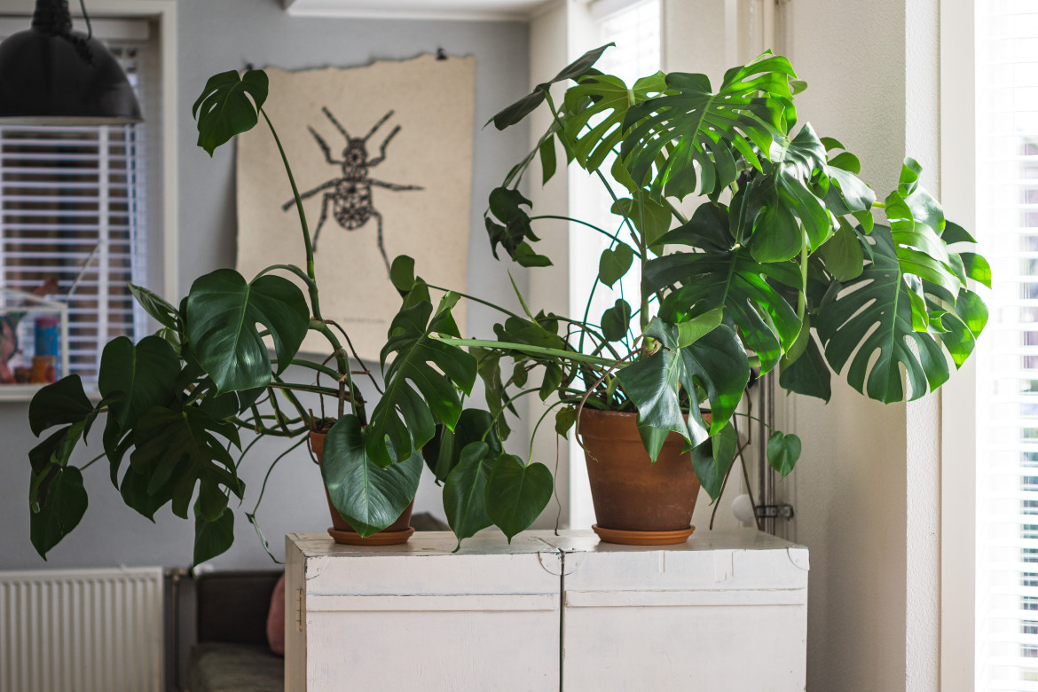 Plantas de interior. Foto: Unsplash