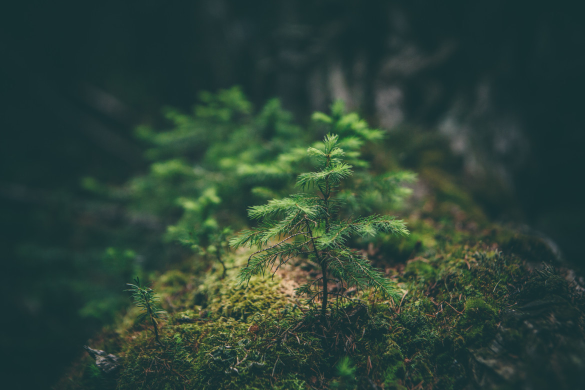 Medio ambiente. Foto: Unsplash.