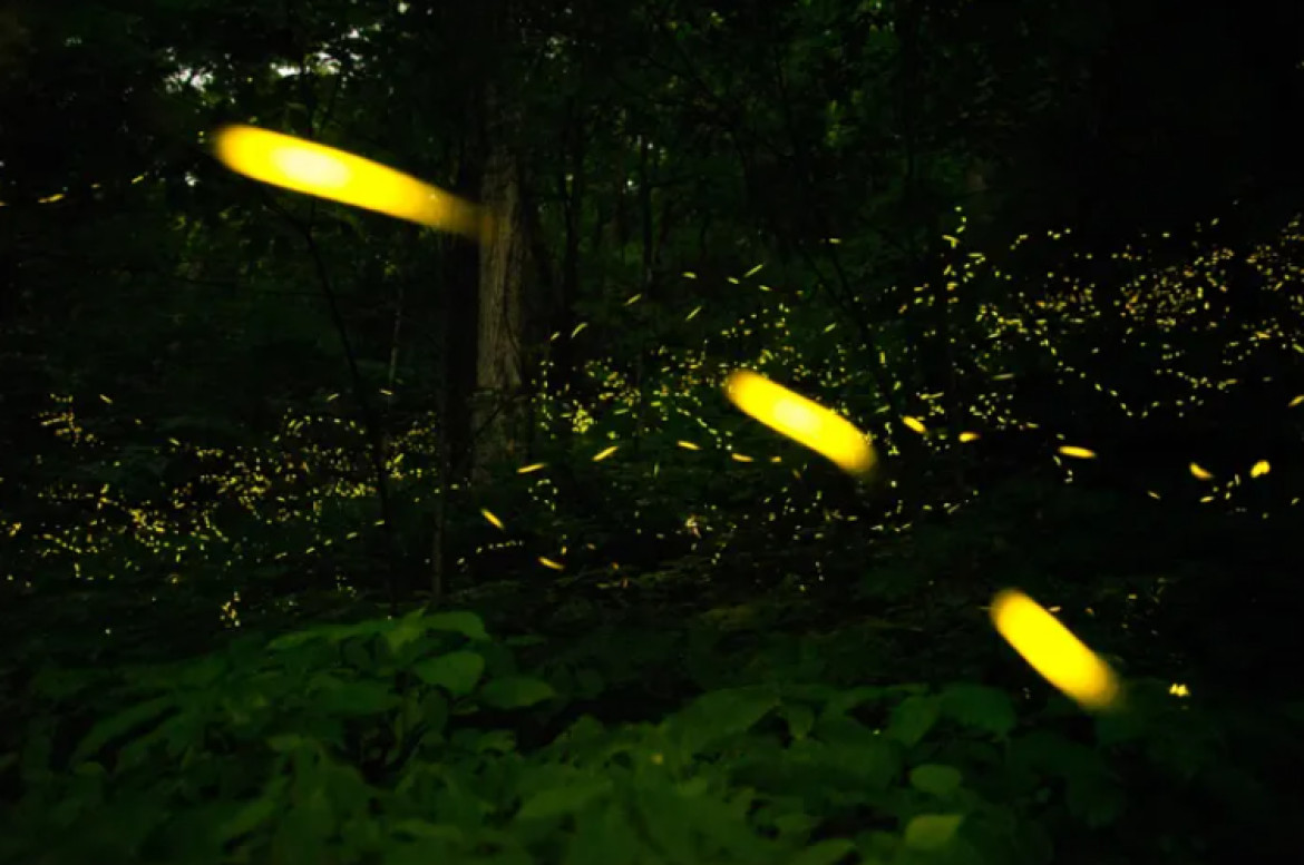 Las luciérnagas presentan dificultad para observar los destellos de sus compañeras debido a que las luces de las ciudades las eclipsan. Fuente: National Geographic.