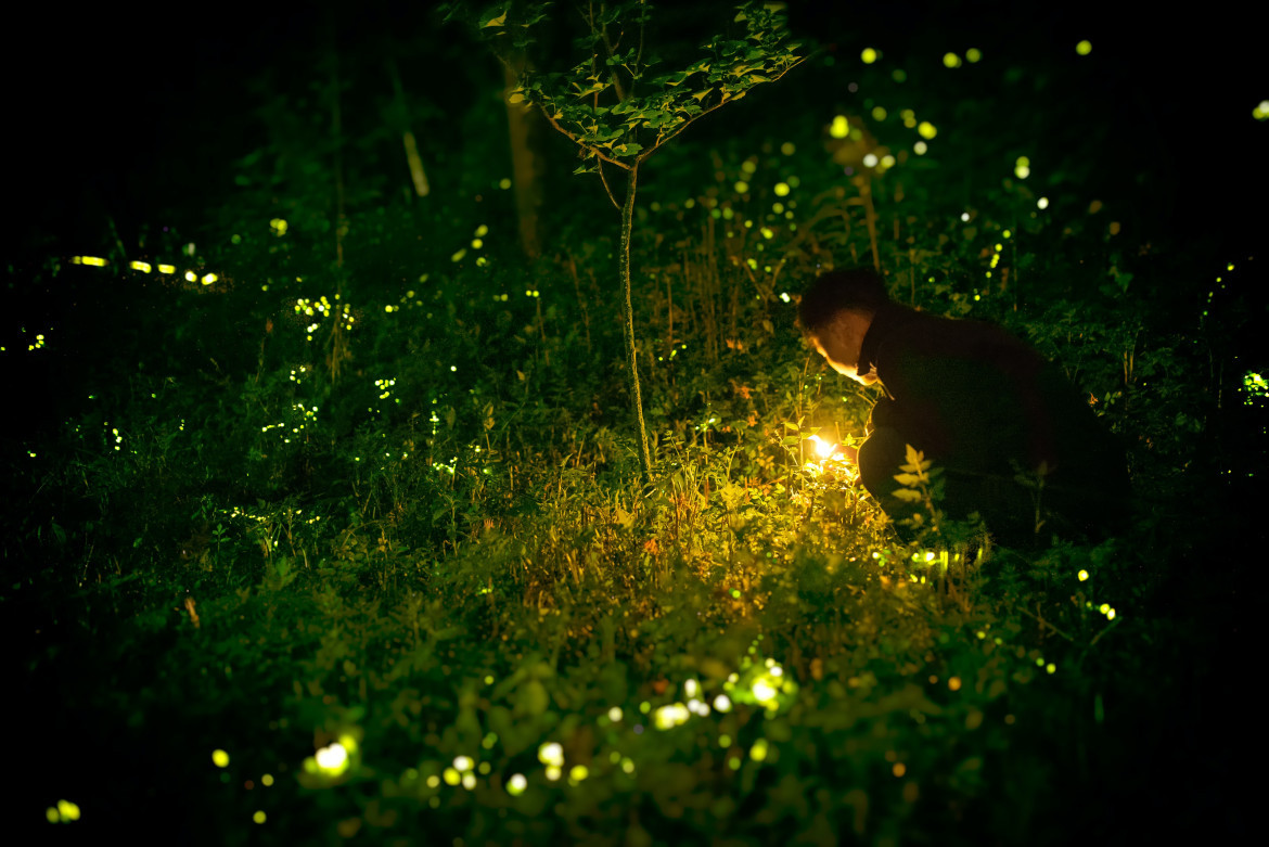 Las atracciones turísticas de luciérnagas tienen lugar en varias partes del mundo donde los insectos son especialmente prolíficos, con el fin de que las personas disfruten de la vasta cantidad de luces. Fuente: Unsplash.