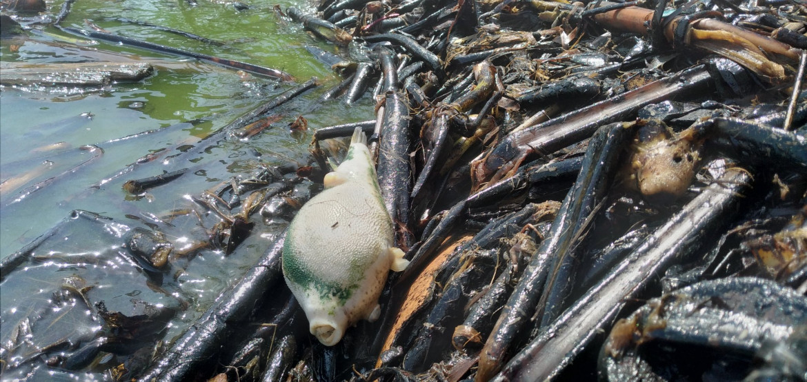 Animales muertos en las costas del lago venezolano. Foto: Twitter