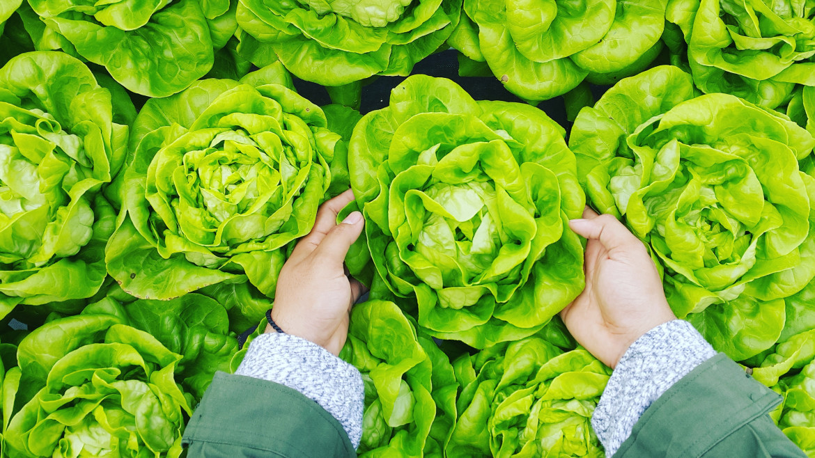 Lechuga; verduras. Foto: Unsplash.