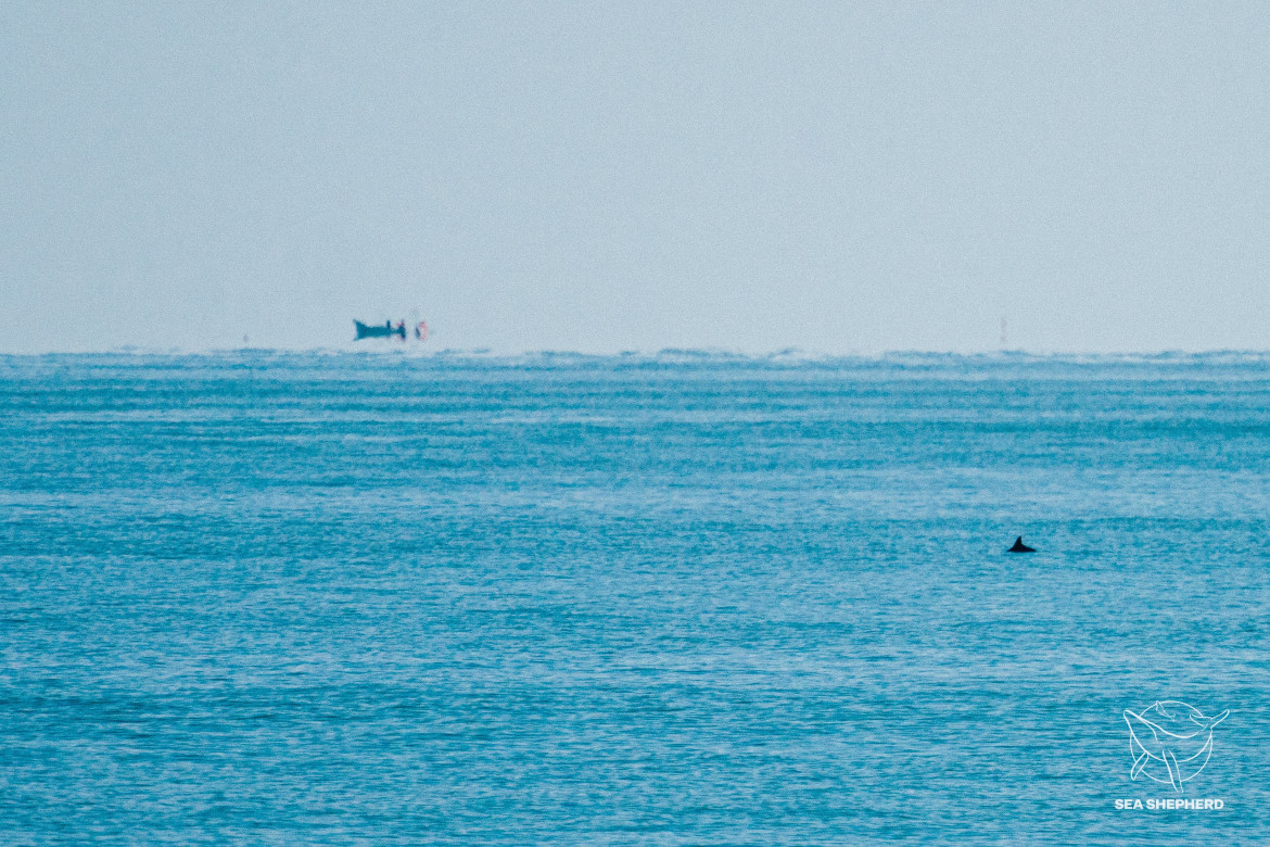 Avistamiento de la aleta de una vaca marina. Foto: Twitter OnceNoticiasTV