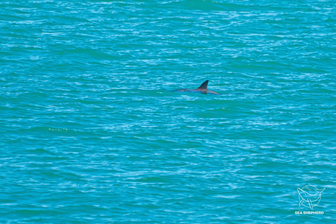 Vaquita marina en el Golfo de California, México. Foto: Twitter OnceNoticiasTV