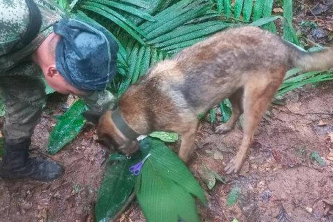 Wilson, el perro clave en el hallazgo con vida de los cuatro niños en Colombia. Foto: Twitter.
