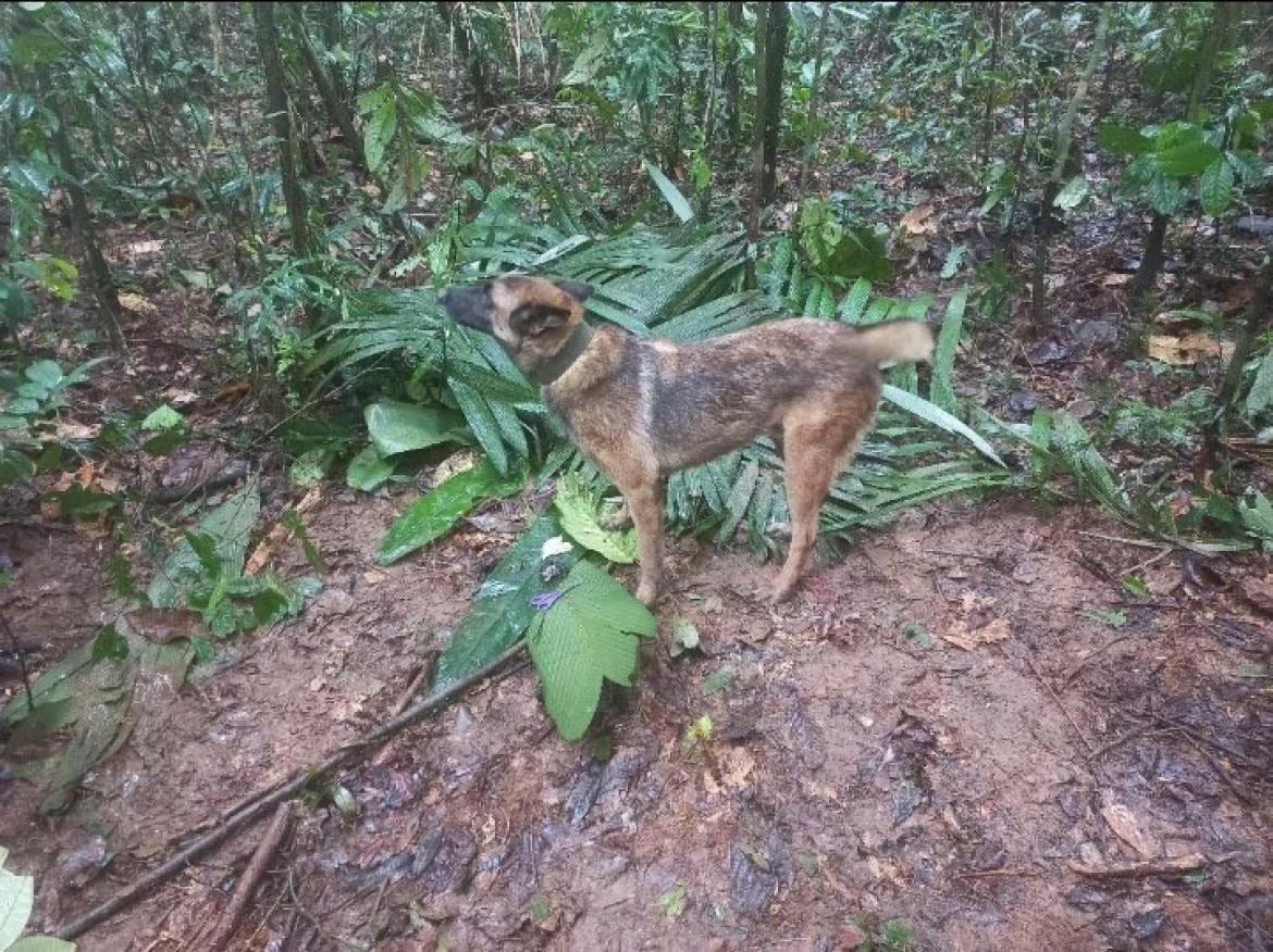 Wilson, el perro clave en el hallazgo con vida de los cuatro niños en Colombia. Foto: Twitter.