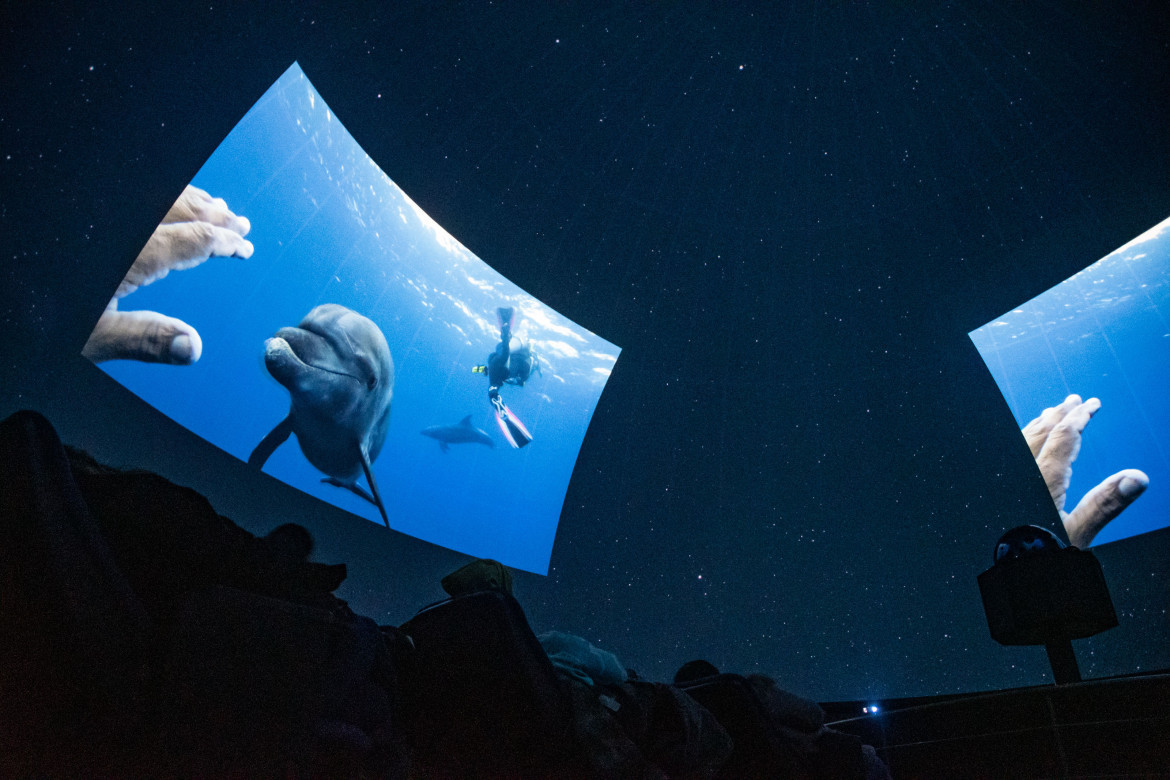 Película sobre las ballenas. Foto: Télam.