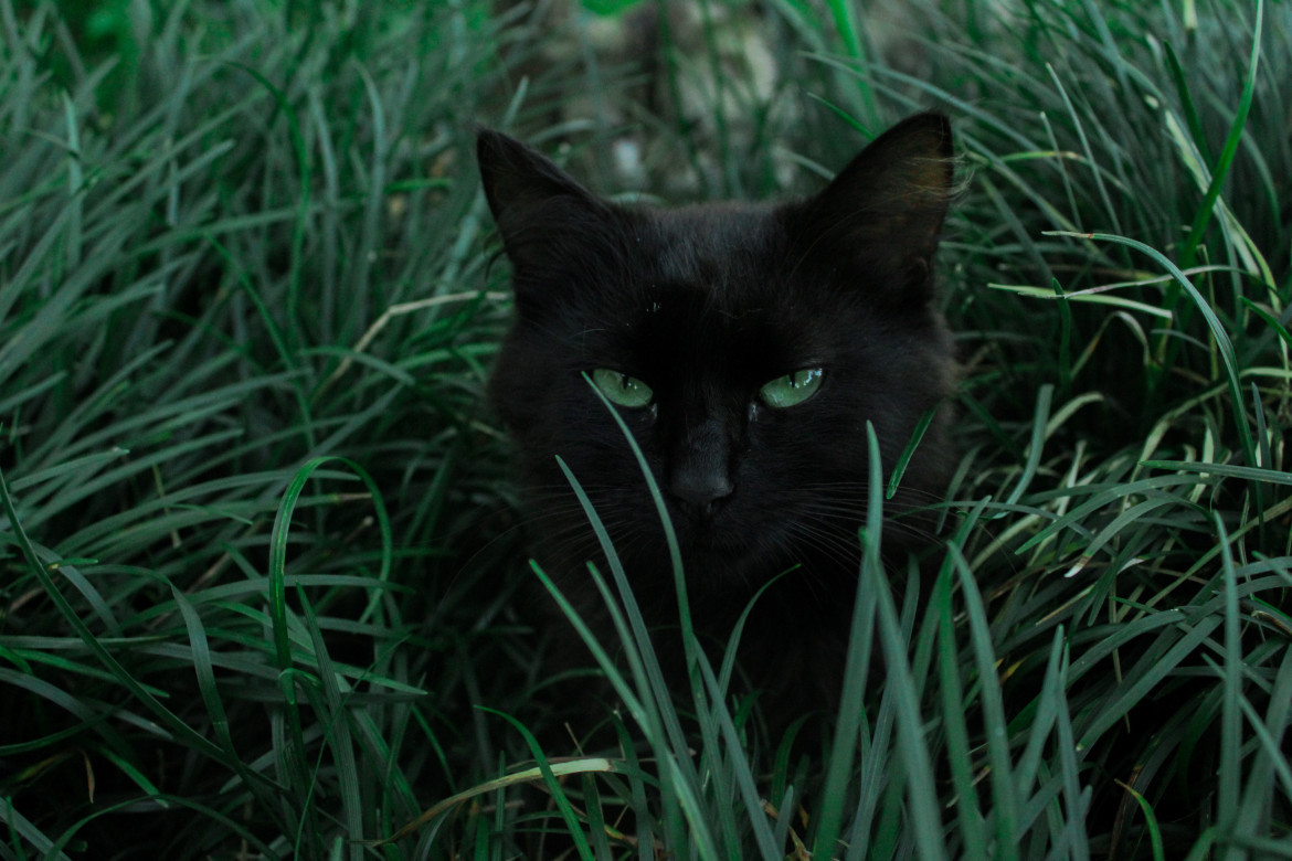 Gato negro. Foto: Unsplash.