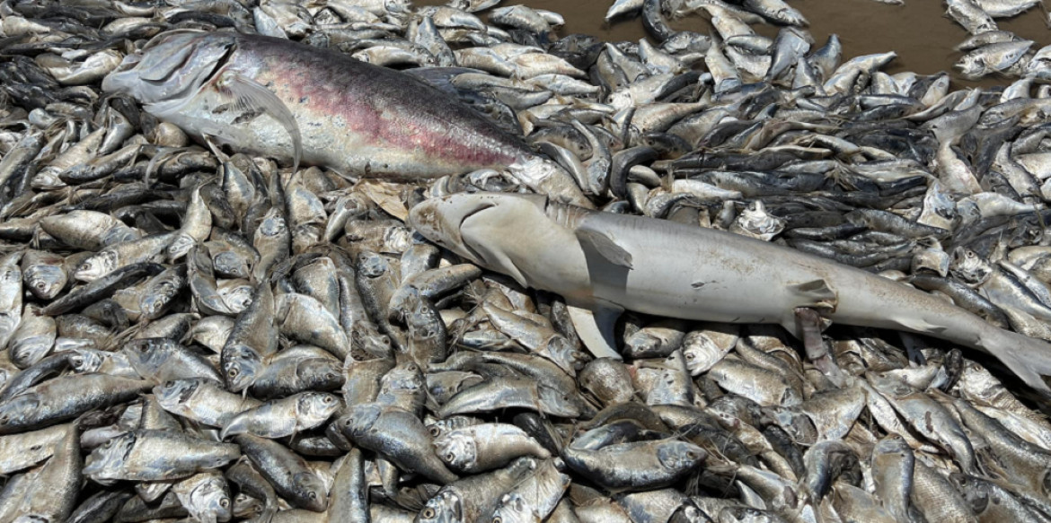 Miles de pescados muertos en Texas. Foto: Twitter/AlertaMundial2.
