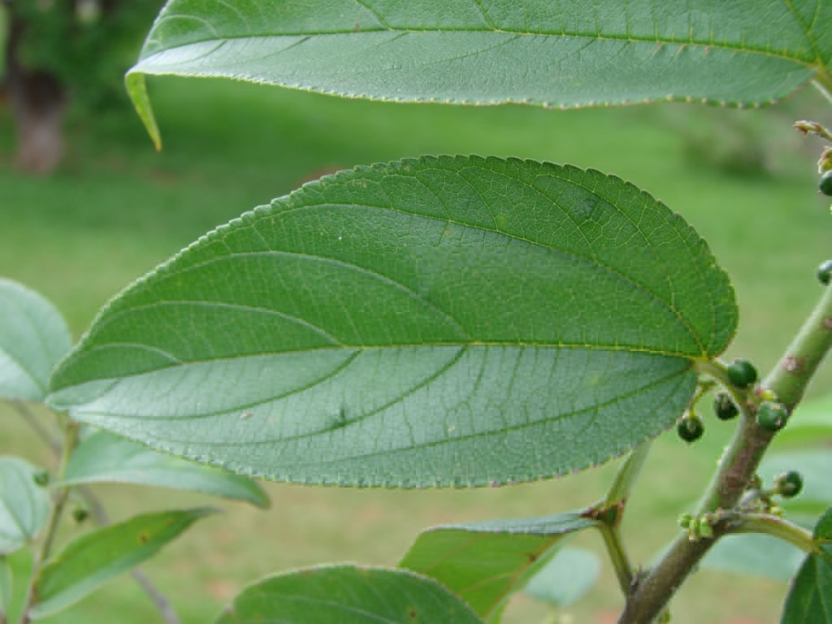 Una nueva planta brasileña que sirve de fuente de canabidiol. Foto: Twitter/ @revistaforum