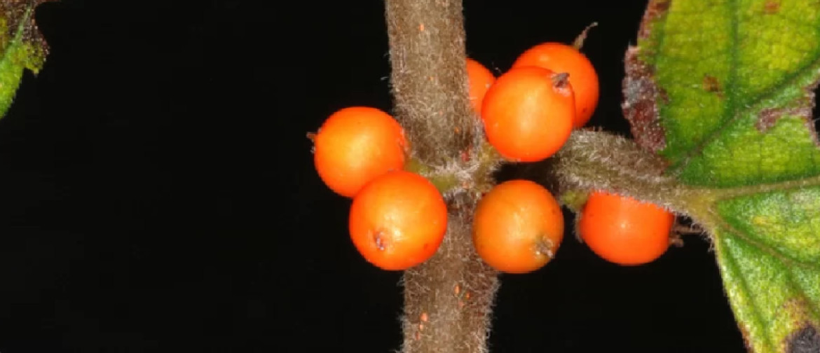 En los frutos de la planta se encuentra el canabidiol. Foto: Twitter@CannabiseSaude