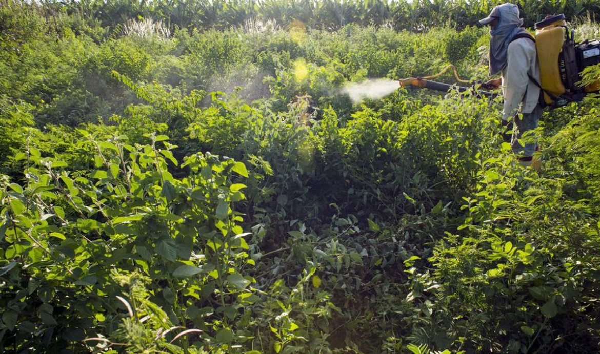 Uso de agrotóxicos, campo. Foto: Reuters