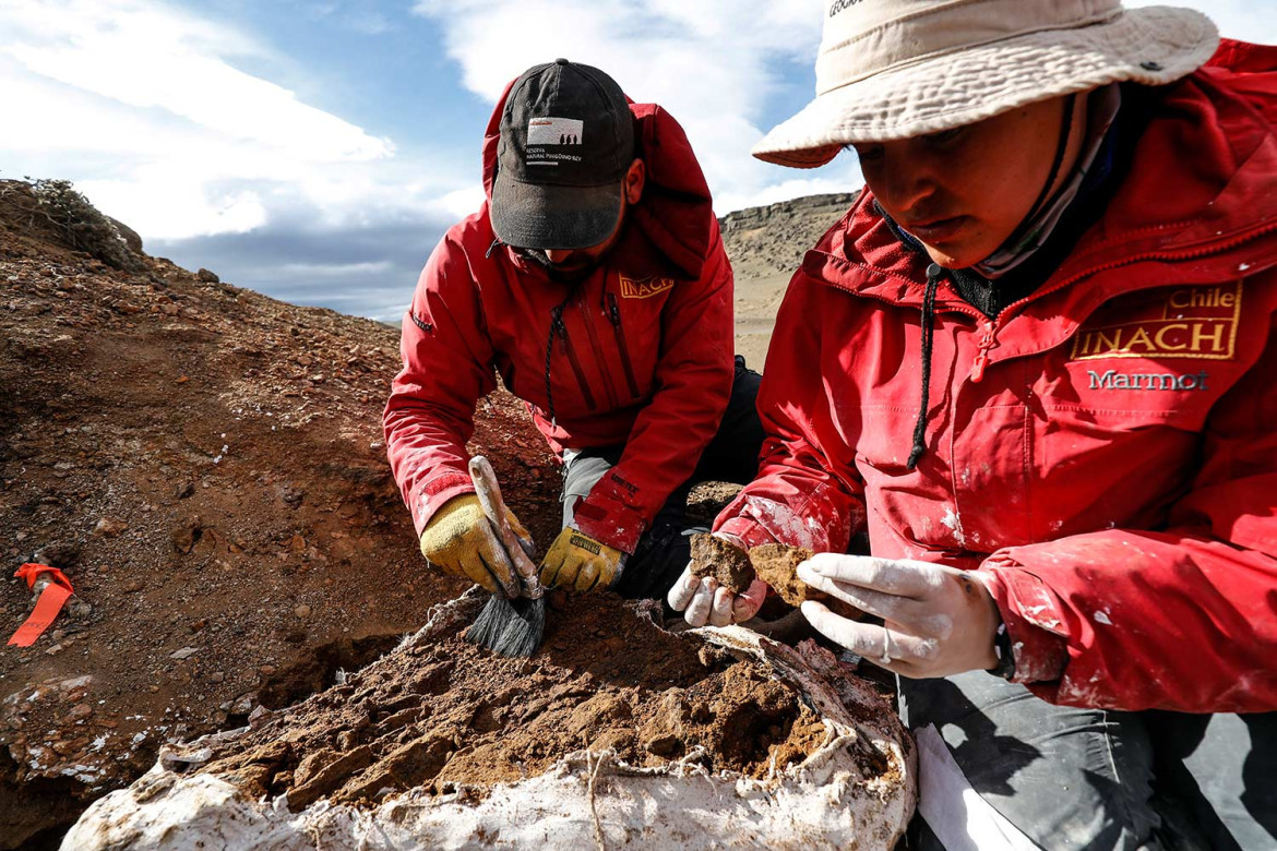 Investigadores junto a los restos fósiles. Foto: Twitter @uchile