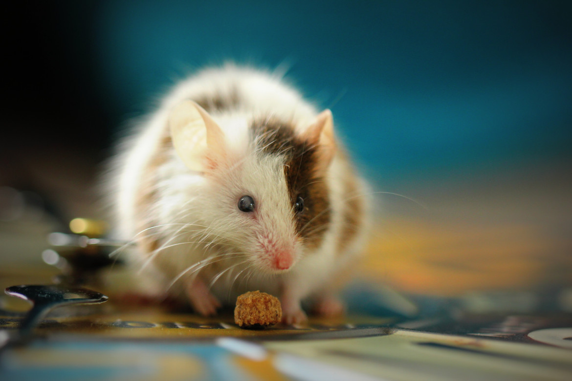 Para el estudio se realizaron pruebas en ratones ancianos.Retrasar el envejecimiento. Foto: Unsplash