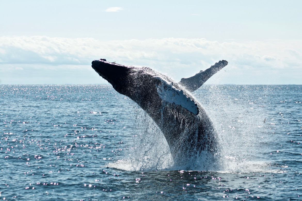 La inteligencia artificial podría predecir varamientos masivos de ballenas. Fuente: Unsplash.
