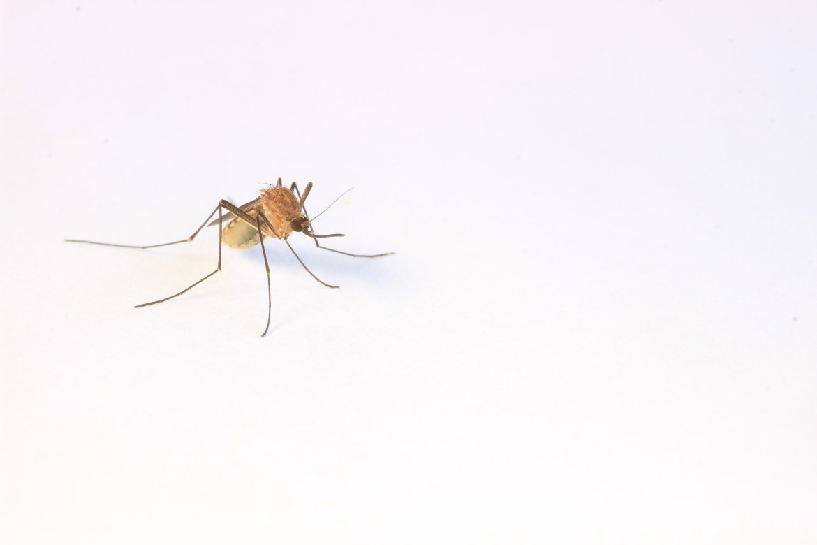 Mosquitos. Unsplash