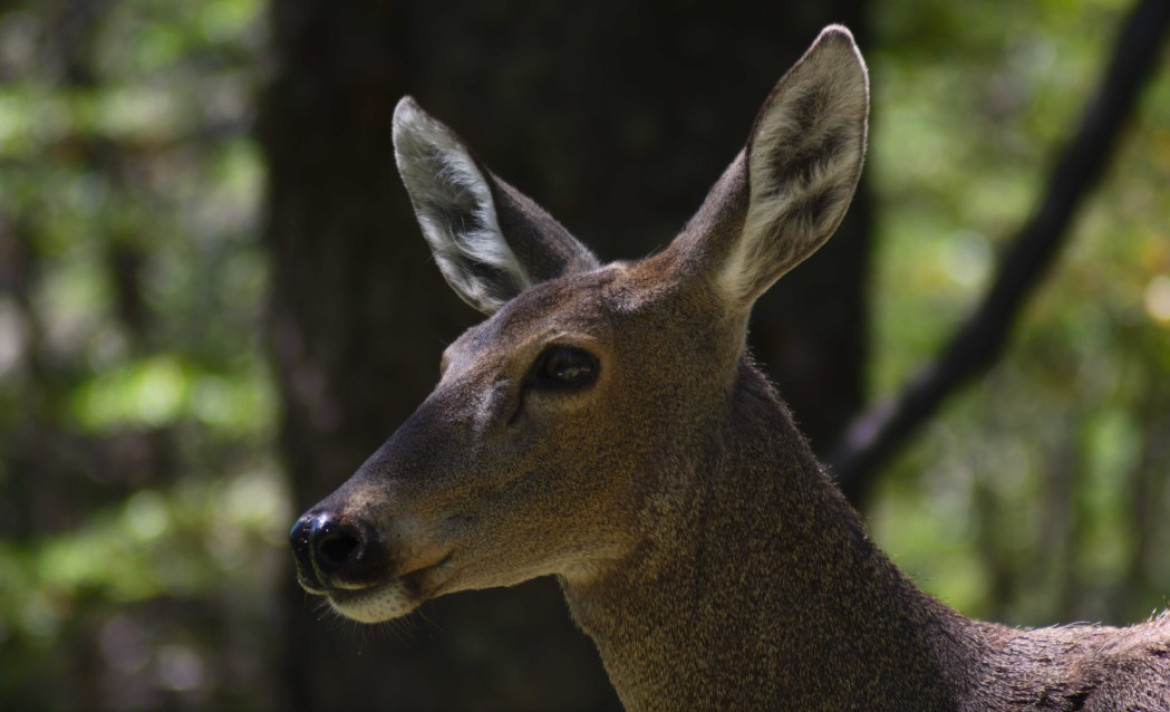 El huemul (Hippocamelus bisulcus). Foto: argentina.gob.ar.