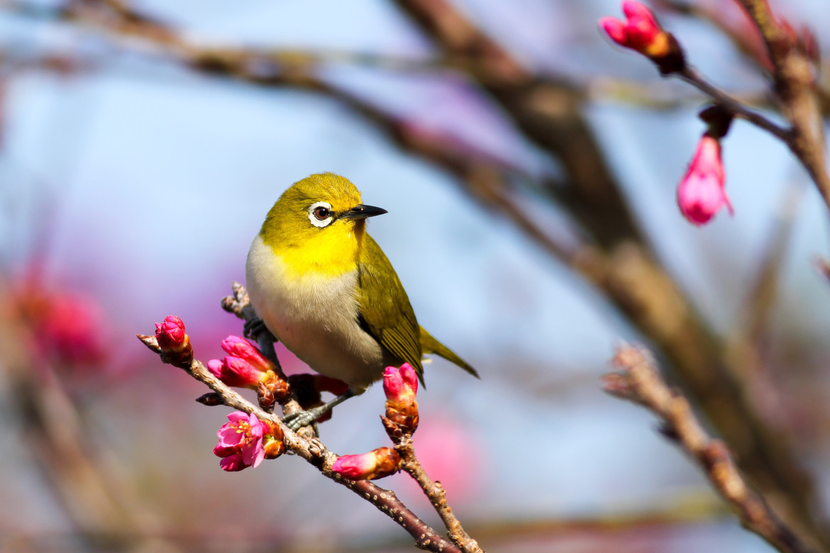 Pájaros. Foto: Unsplash