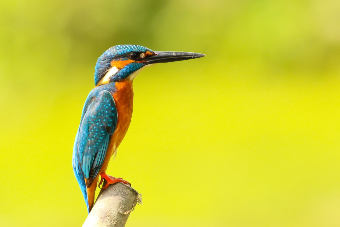 Pájaros. Foto: Unsplash.