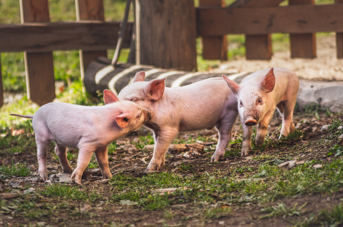 Lechones. Foto: Unsplash.