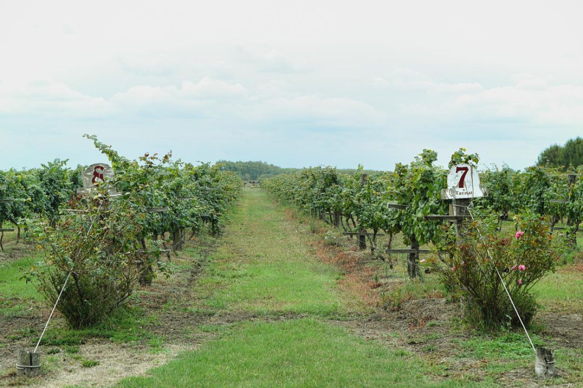 Viñedos- foto @vinos.uribelarrea oficial