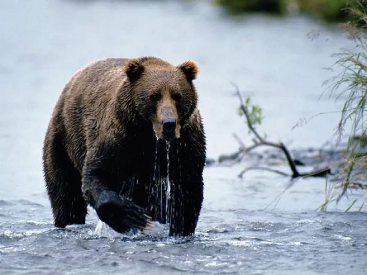 Oso pardo. Foto: National Geographic.