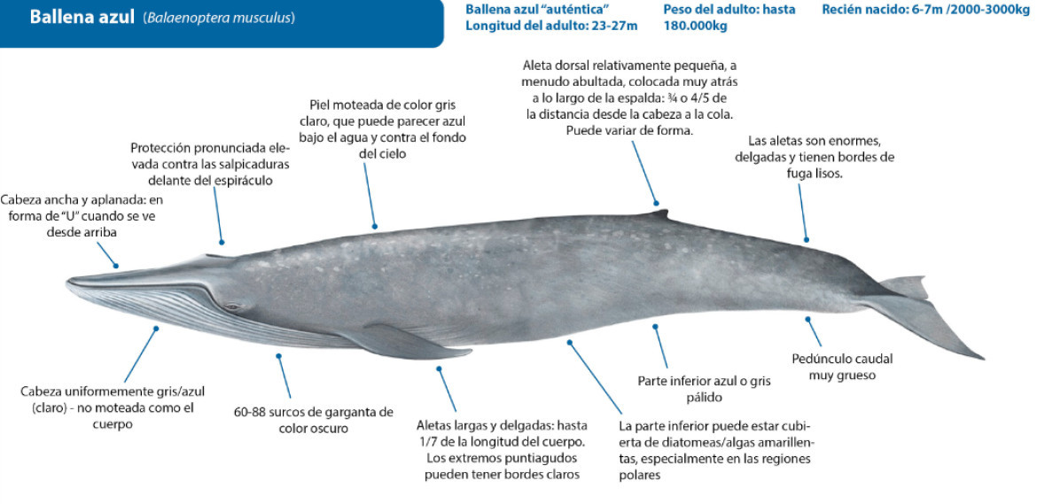 Datos sobre la conformación del cuerpo de las ballenas azules. Foto: International Whaling Comission.