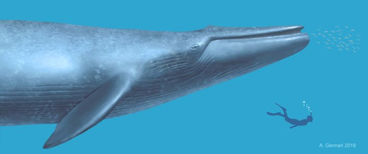 Las ballenas azules tienen un promedio de entre 80 y 90 años. Foto: National Geographic.