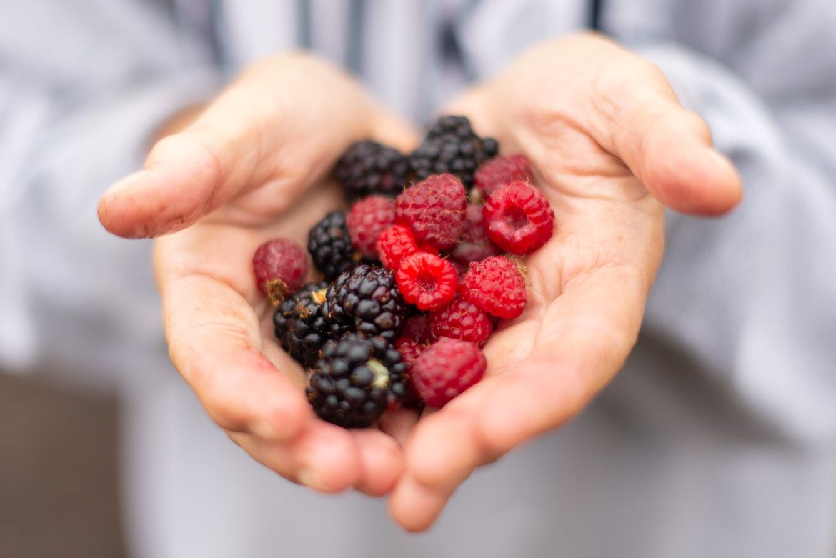 Frutos rojos. Foto: Unsplash