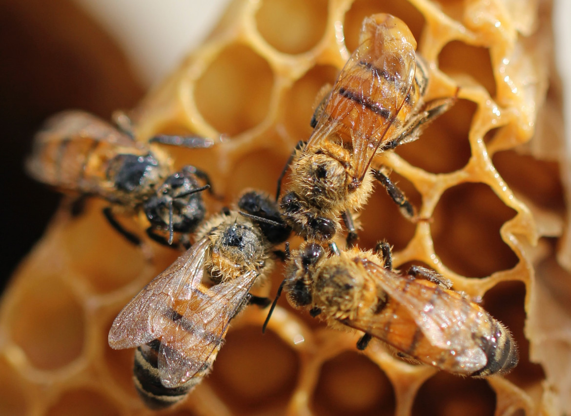 Dentro de la colonia, cada abeja desempeña un papel específico. Foto: Unsplash.