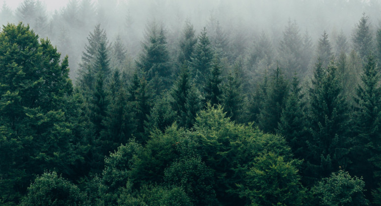 Lasy i ich korzyści dla zdrowia fizycznego i psychicznego ludzi |  26 planet
