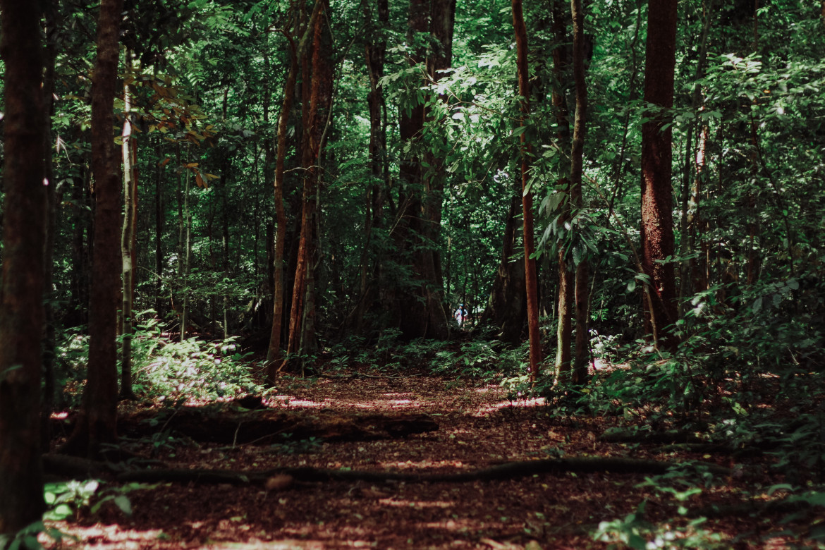 Bosques. Foto: Unsplash.