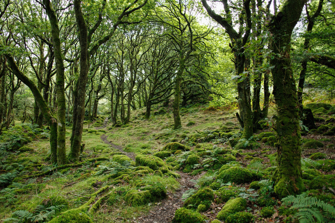 Bosques. Foto: Unsplash.