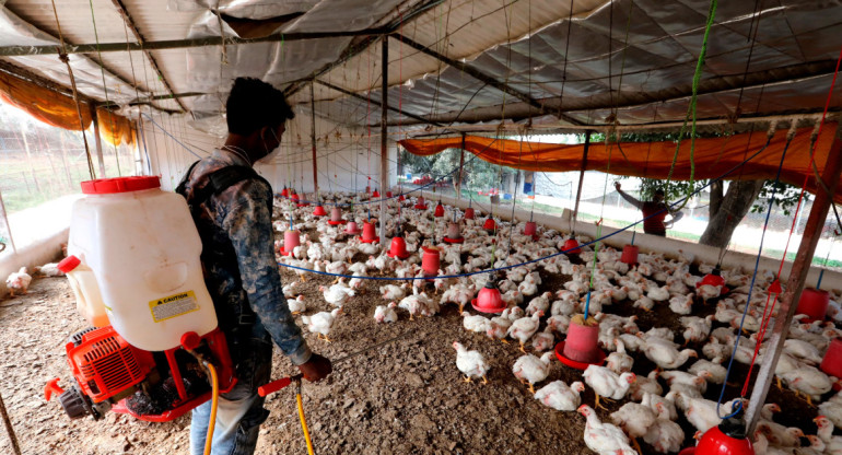 Gripe aviar, salud. Foto: EFE