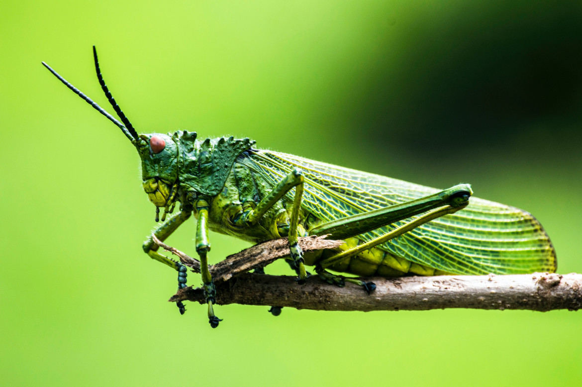 Los insectos pueden desaparecer por la contaminación del aire. Foto: Unsplash