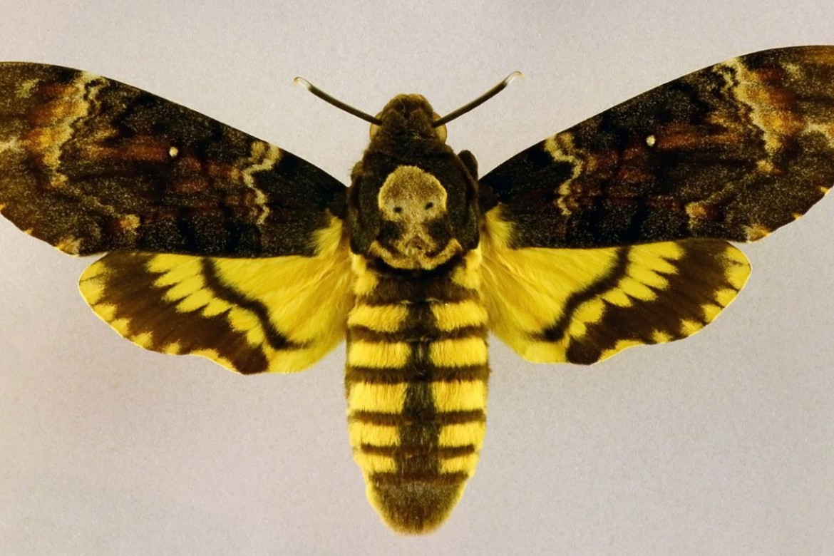 Mariposa de la muerte. Foto: Ecología Verde.